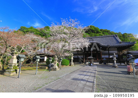 【和歌山県】桜が満開の根来寺（光明殿） 109950195