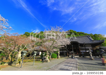 【和歌山県】桜が満開の根来寺（光明殿） 109950196