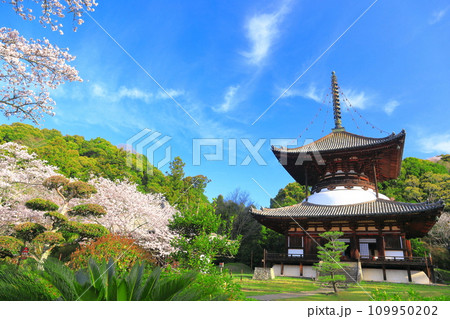 【和歌山県】桜が満開の根来寺大塔(多宝塔) 【和歌山県】桜が満開の根来寺大塔(多宝塔) 109950202