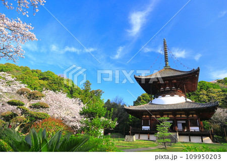 【和歌山県】桜が満開の根来寺大塔(多宝塔) 【和歌山県】桜が満開の根来寺大塔(多宝塔) 109950203
