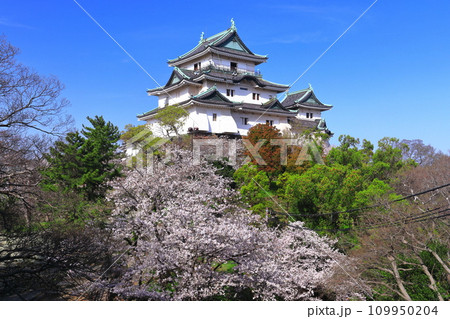 【和歌山県】快晴の和歌山城と満開の桜 【和歌山県】快晴の和歌山城と満開の桜 109950204