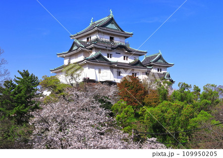 【和歌山県】快晴の和歌山城と満開の桜 109950205