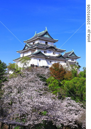 【和歌山県】快晴の和歌山城と満開の桜 109950206