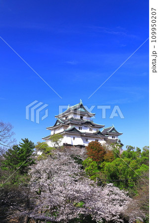 【和歌山県】快晴の和歌山城と満開の桜 【和歌山県】快晴の和歌山城と満開の桜 109950207