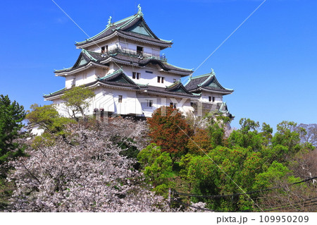 【和歌山県】快晴の和歌山城と満開の桜 【和歌山県】快晴の和歌山城と満開の桜 109950209