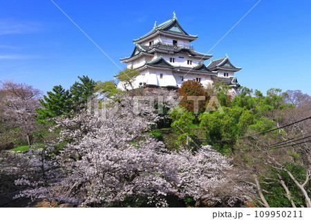 【和歌山県】快晴の和歌山城と満開の桜 109950211