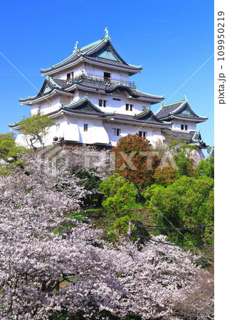 【和歌山県】快晴の和歌山城と満開の桜 109950219