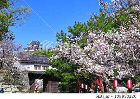 【和歌山県】快晴の和歌山城と満開の桜（天守閣と岡口門） 109950220