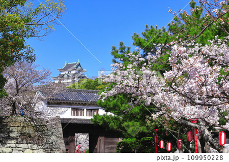 【和歌山県】快晴の和歌山城と満開の桜（天守閣と岡口門） 109950228