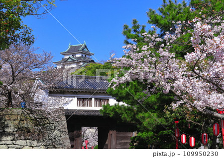 【和歌山県】快晴の和歌山城と満開の桜（天守閣と岡口門） 109950230