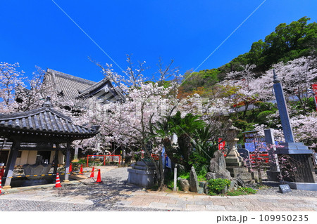 【和歌山県】満開の桜と紀三井寺（本堂） 109950235