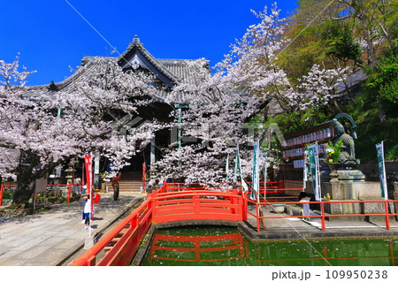 【和歌山県】満開の桜と紀三井寺（本堂） 109950238