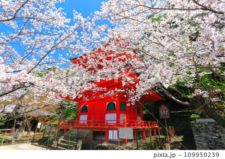 【和歌山県】満開の桜と紀三井寺(多宝塔) 【和歌山県】満開の桜と紀三井寺(多宝塔) 109950239