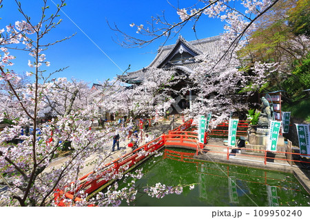 【和歌山県】満開の桜と紀三井寺（本堂） 109950240
