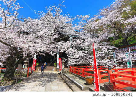 【和歌山県】満開の桜と紀三井寺(本堂) 【和歌山県】満開の桜と紀三井寺(本堂) 109950243