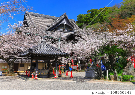 【和歌山県】満開の桜と紀三井寺(本堂) 【和歌山県】満開の桜と紀三井寺(本堂) 109950245