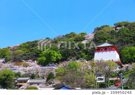 【和歌山県】満開の桜と紀三井寺(仏殿) 【和歌山県】満開の桜と紀三井寺(仏殿) 109950248