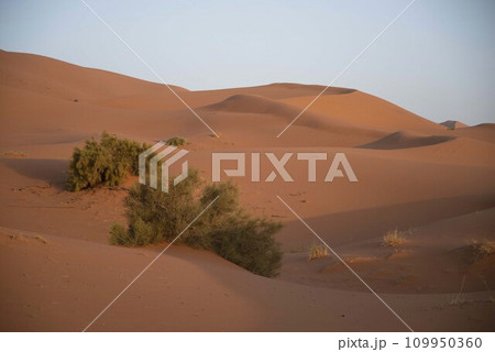 サハラ砂漠 109950360