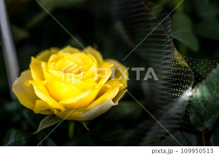 黄色い薔薇の花~光と影の中~ 黄色い薔薇の花~光と影の中~ 109950513