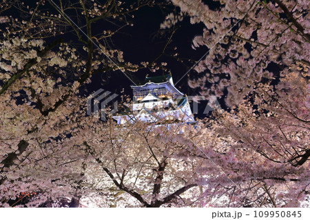 【大阪府】満開の夜桜と大阪城 【大阪府】満開の夜桜と大阪城 109950845