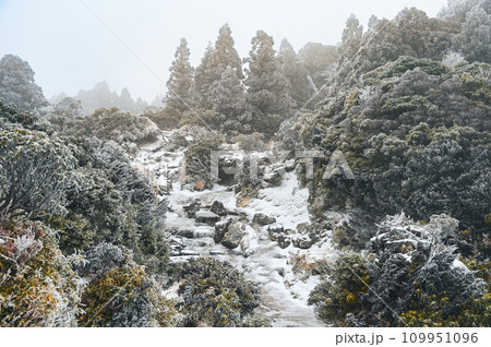 屋久島、花之江河の雪景色が美しい 109951096