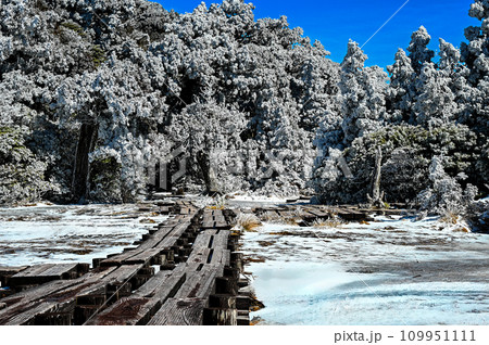 屋久島、花之江河の雪景色が美しい 109951111