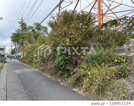 法面伐採 ビフォーアフター(1) ビフォー 109951134