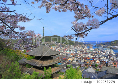 【広島県】桜が満開の天寧寺（三重塔）と尾道の町並み 109951279