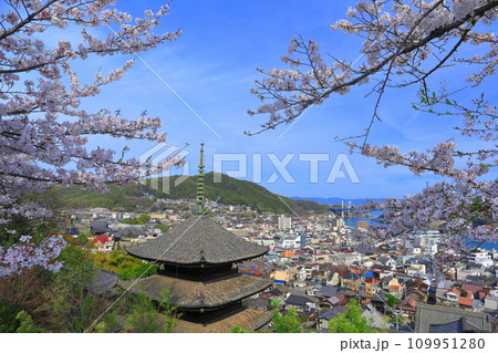 【広島県】桜が満開の天寧寺(三重塔)と尾道の町並み 【広島県】桜が満開の天寧寺(三重塔)と尾道の町並み 109951280