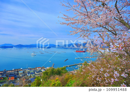 【広島県】桜が満開の正福寺山公園から見た安芸津フェリーと瀬戸内海 【広島県】桜が満開の正福寺山公園から見た安芸津フェリーと瀬戸内海 109951488