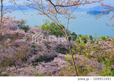 【広島県】桜が満開の正福寺山公園から見た安芸津フェリーと瀬戸内海 109951491