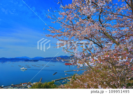 【広島県】桜が満開の正福寺山公園から見た安芸津フェリーと瀬戸内海 109951495