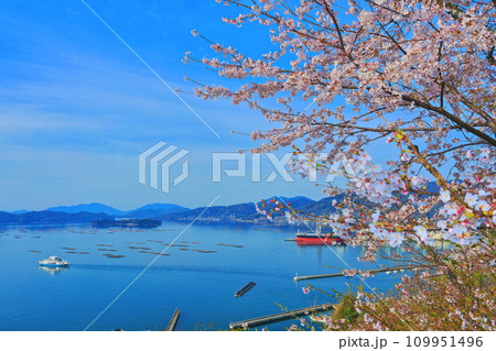 【広島県】桜が満開の正福寺山公園から見た安芸津フェリーと瀬戸内海 109951496