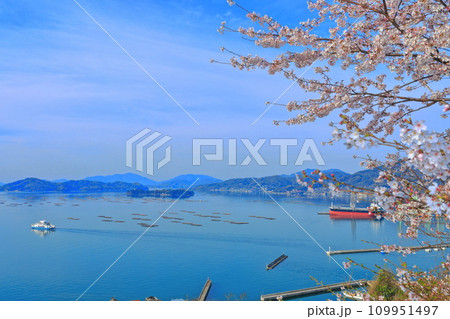 【広島県】桜が満開の正福寺山公園から見た安芸津フェリーと瀬戸内海 109951497