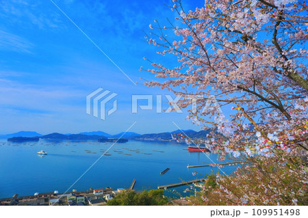 【広島県】桜が満開の正福寺山公園から見た安芸津フェリーと瀬戸内海 【広島県】桜が満開の正福寺山公園から見た安芸津フェリーと瀬戸内海 109951498