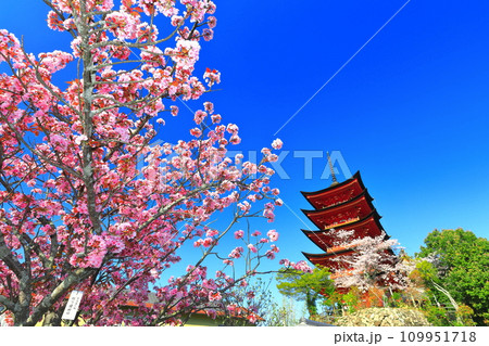 【広島県】満開の桜と厳島神社の五重塔（宮島） 109951718