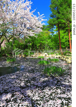 【広島県】桜が満開の縮景園 【広島県】桜が満開の縮景園 109951723