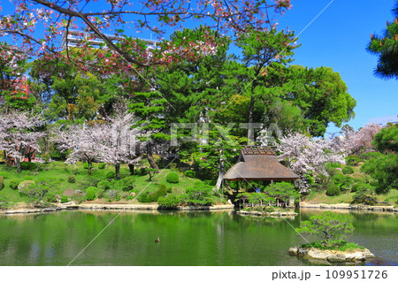 【広島県】桜が満開の縮景園 【広島県】桜が満開の縮景園 109951726