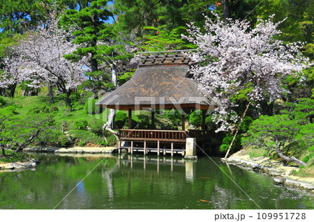 【広島県】桜が満開の縮景園 109951728