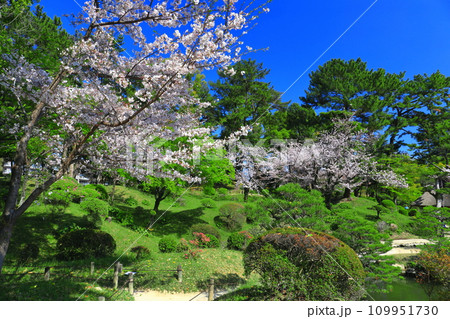 【広島県】桜が満開の縮景園 109951730