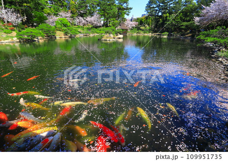 【広島県】桜が満開の縮景園と錦鯉 【広島県】桜が満開の縮景園と錦鯉 109951735