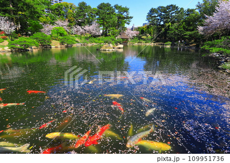 【広島県】桜が満開の縮景園と錦鯉 【広島県】桜が満開の縮景園と錦鯉 109951736