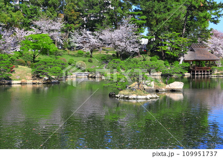 【広島県】桜が満開の縮景園 109951737