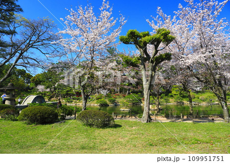 【広島県】桜が満開の縮景園 【広島県】桜が満開の縮景園 109951751