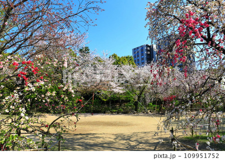 【広島県】桜が満開の縮景園 【広島県】桜が満開の縮景園 109951752