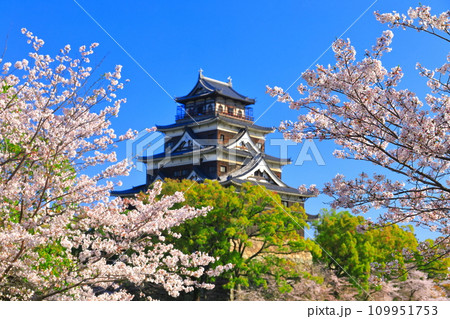 【広島県】桜が満開の広島城天守閣 【広島県】桜が満開の広島城天守閣 109951753