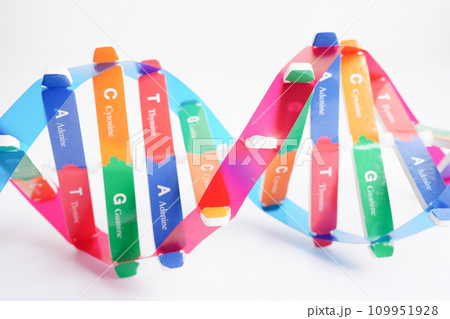 DNA molecule spiral structure model isolated on white background, chromosome and gene chemical science biology. 109951928