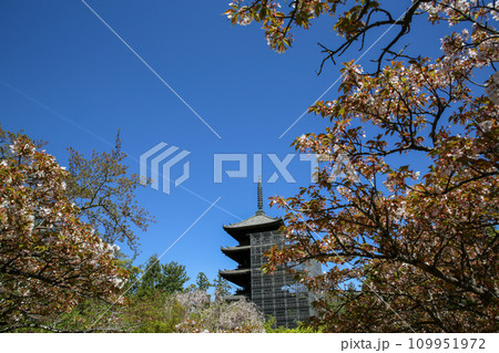仁和寺の五重塔 仁和寺の五重塔 109951972