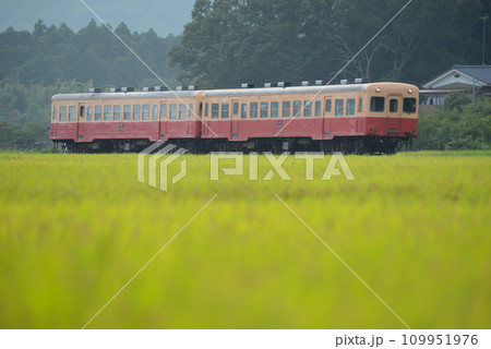 稲穂の香り立つ　小湊鉄道　 109951976