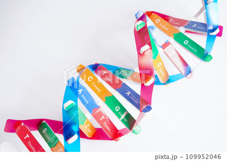 DNA molecule spiral structure model isolated on white background, chromosome and gene chemical science biology. 109952046